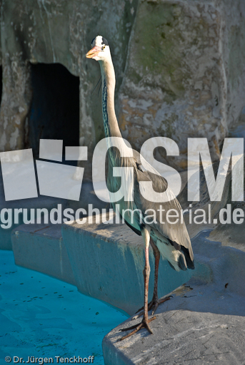 Graureiher (1 von 15).jpg